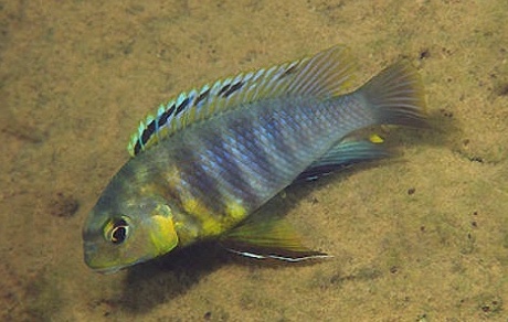 Tropheops sp. 'weed' Ndumbi Point